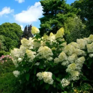 Bugás hortenzia (Hydrangea paniculata ‘kyushu’)