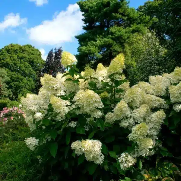 HYDRANGEA-PANICULATA-‘KYUSHU-600x600.jpg