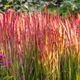 Vörös díszfű (imperata cylindrica 'red baron') Hungaroplant.hu