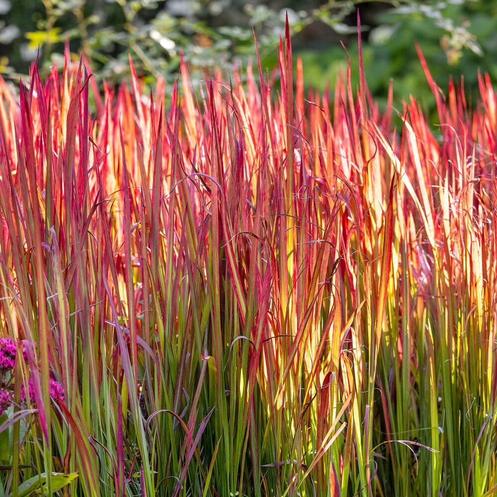 Imperata Red Baron Hungaroplant.hu