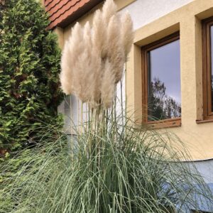 Pampafű (cortaderia selloana)