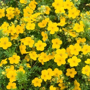 Kezdőoldal Aranysárga virágú cserjés pimpó (potentilla fruticosa ’goldfinger’)