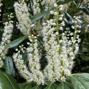 Kezdőoldal Babérmeggy (PRUNUS LAUROCERASUS 'ELLY')