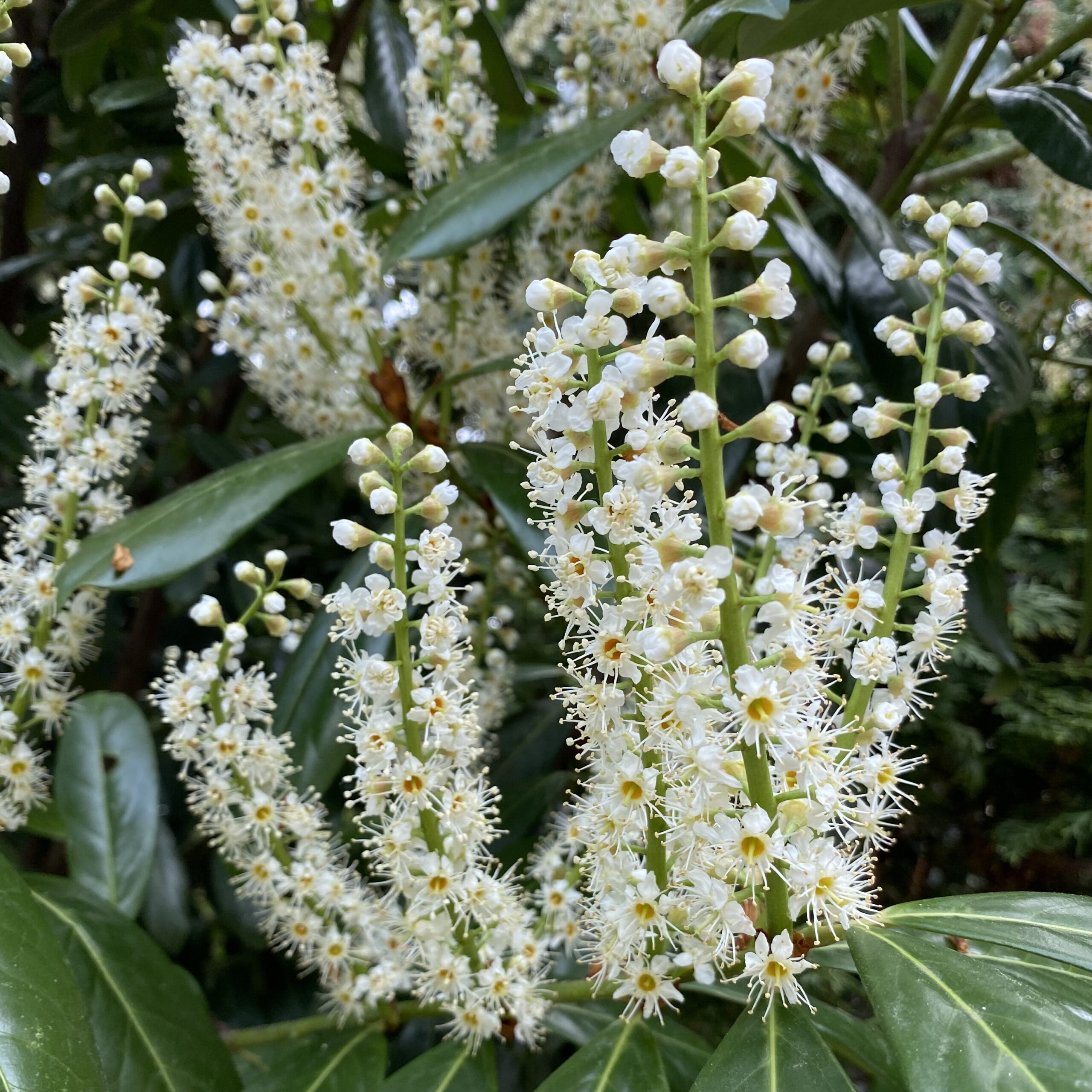 PrunusLaurocerasus virágzó1 Hungaroplant.hu