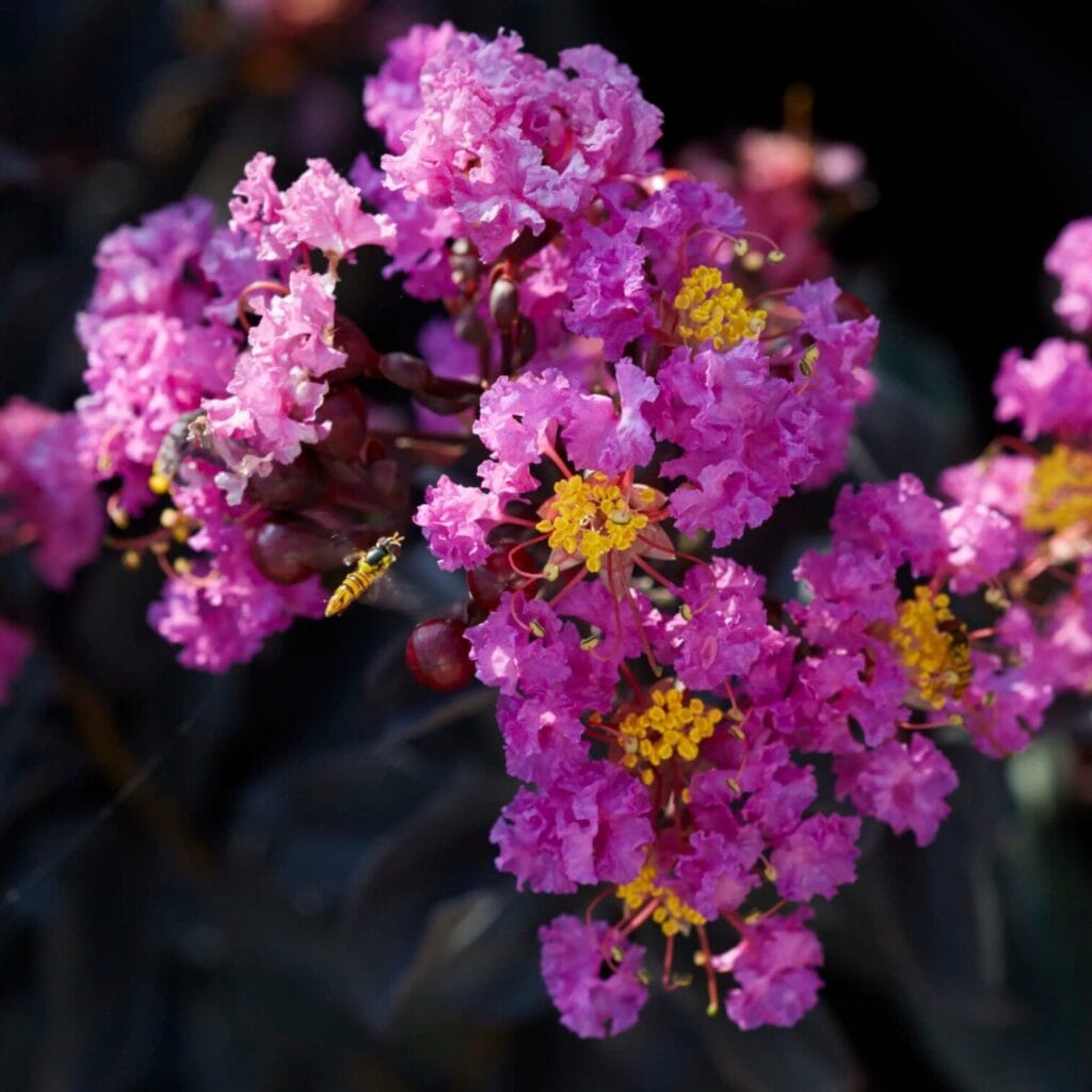 Törzses selyemmirtusz (lagerstroemia indica ’lavender lace’)