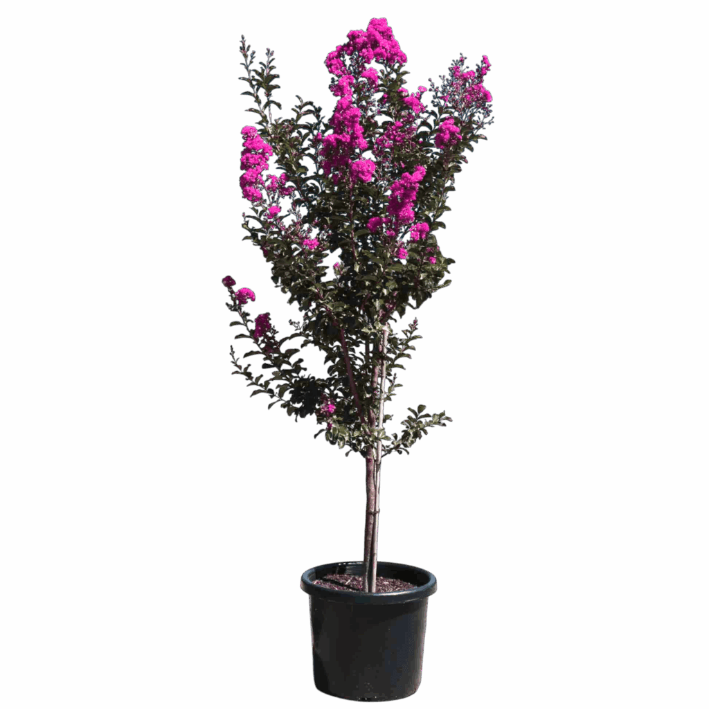 Törzses selyemmirtusz (lagerstroemia indica ’lavender lace’)