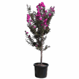 Törzses selyemmirtusz (lagerstroemia indica ’lavender lace’) Hungaroplant