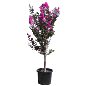 Törzses selyemmirtusz (lagerstroemia indica ’lavender lace’)