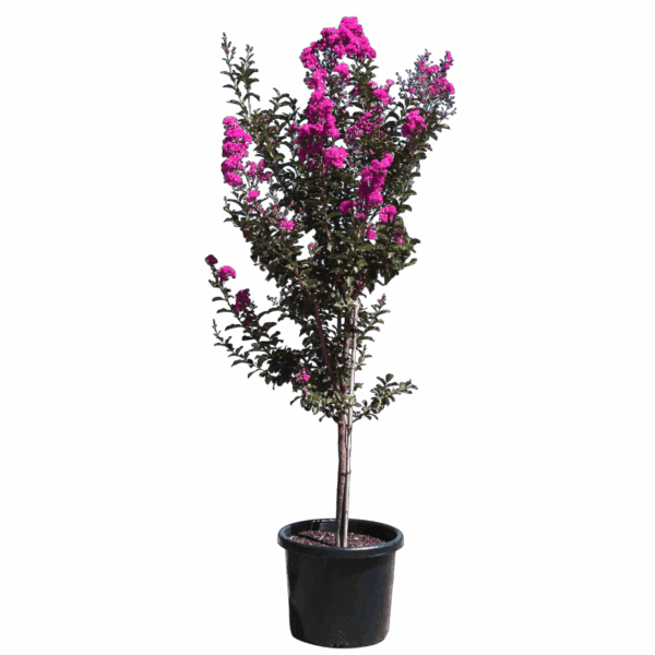 Hungaroplant