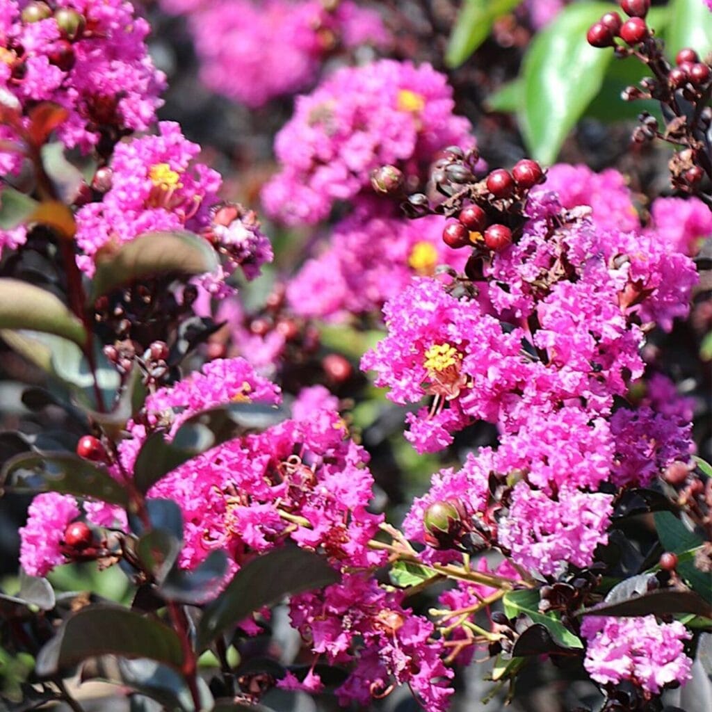 Selyemmirtusz (lagerstroemia indica ’purely purple’)