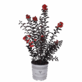 Selyemmirtusz (lagerstroemia indica ’red hot’) Hungaroplant