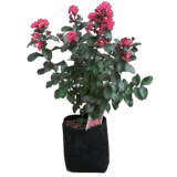 Selyemmirtusz (lagerstroemia indica ’rosso rubino’) Hungaroplant