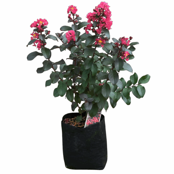 Hungaroplant