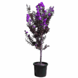 Selyemmirtusz (lagerstroemia ‘Sioux’) Hungaroplant