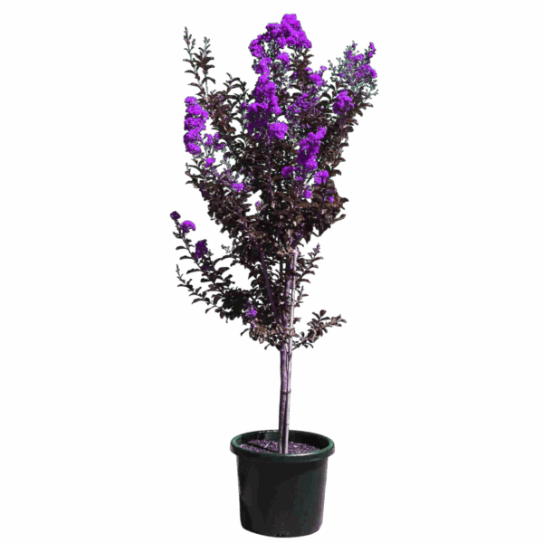 Hungaroplant
