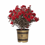 Selyemmirtusz 'Best Red' (lagerstroemia indica 'Best Red') Hungaroplant