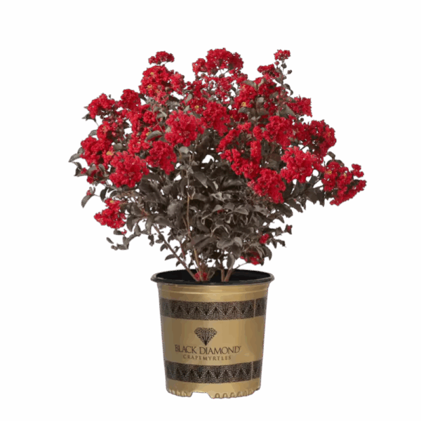 Hungaroplant