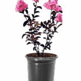 Selyemmirtusz (lagerstroemia indica ’shell pink’) Hungaroplant