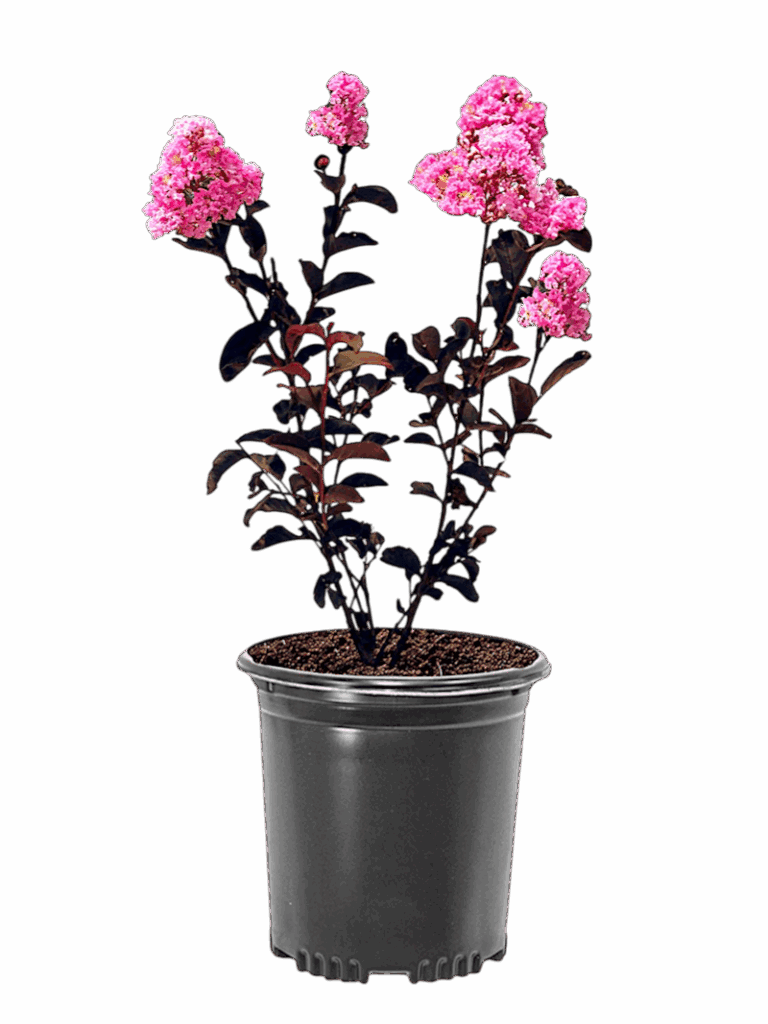 Rózsaszín virágú selyemmirtusz (lagerstroemia indica ’shell pink’)