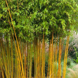Arany bambusz (Phyllostachys aurea)