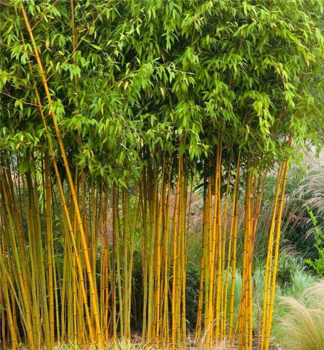 Arany bambusz (Phyllostachys aurea)