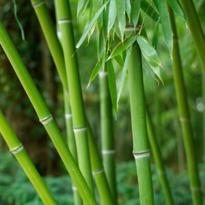 Bissetti bambusz (Phyllostachys bissettii)