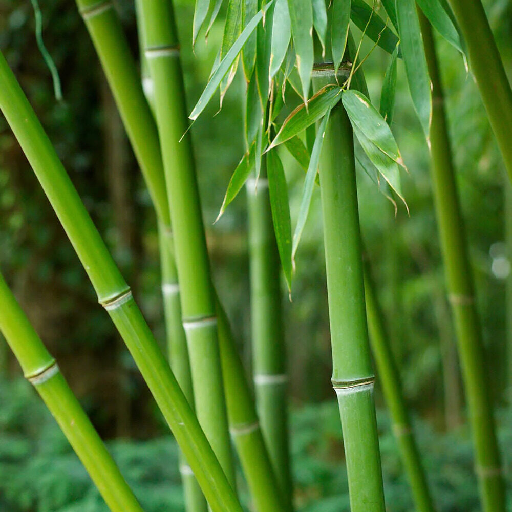 Bissetti bambusz (Phyllostachys bissettii)