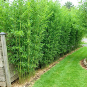 Bissetti bambusz (Phyllostachys bissettii)