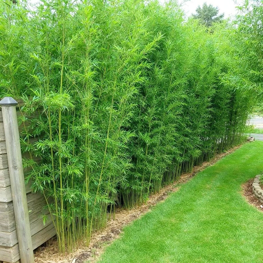 Bissetti bambusz (Phyllostachys bissettii)