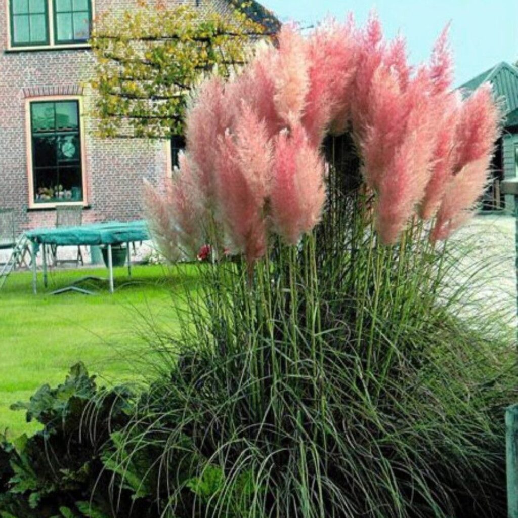 Rózsaszín pampafű (Cortaderia selloana ‘Rosea’)