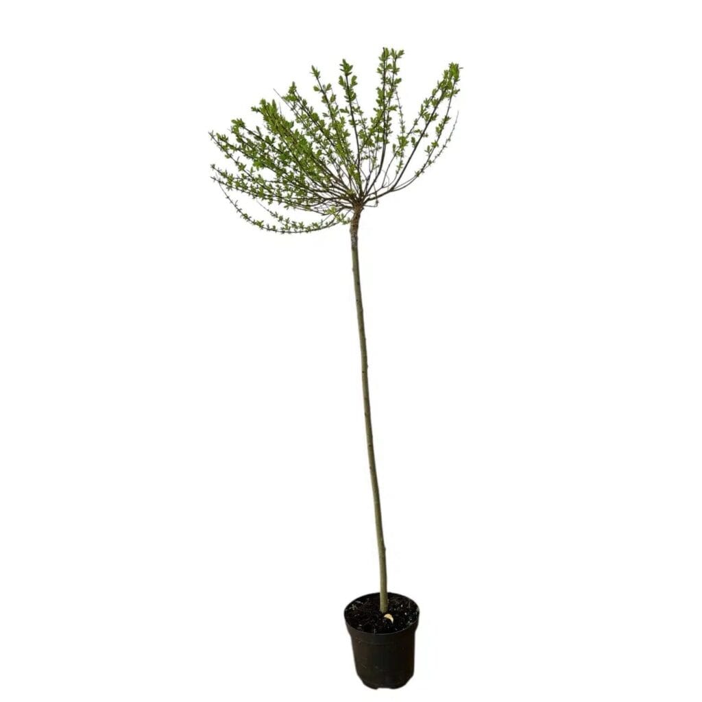 Tarka japán fűz (salix integra ‘hakuro nishiki’)