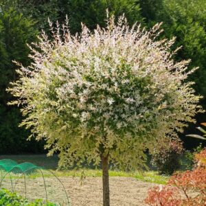 Tarka japán fűz (salix integra ‘hakuro nishiki’)