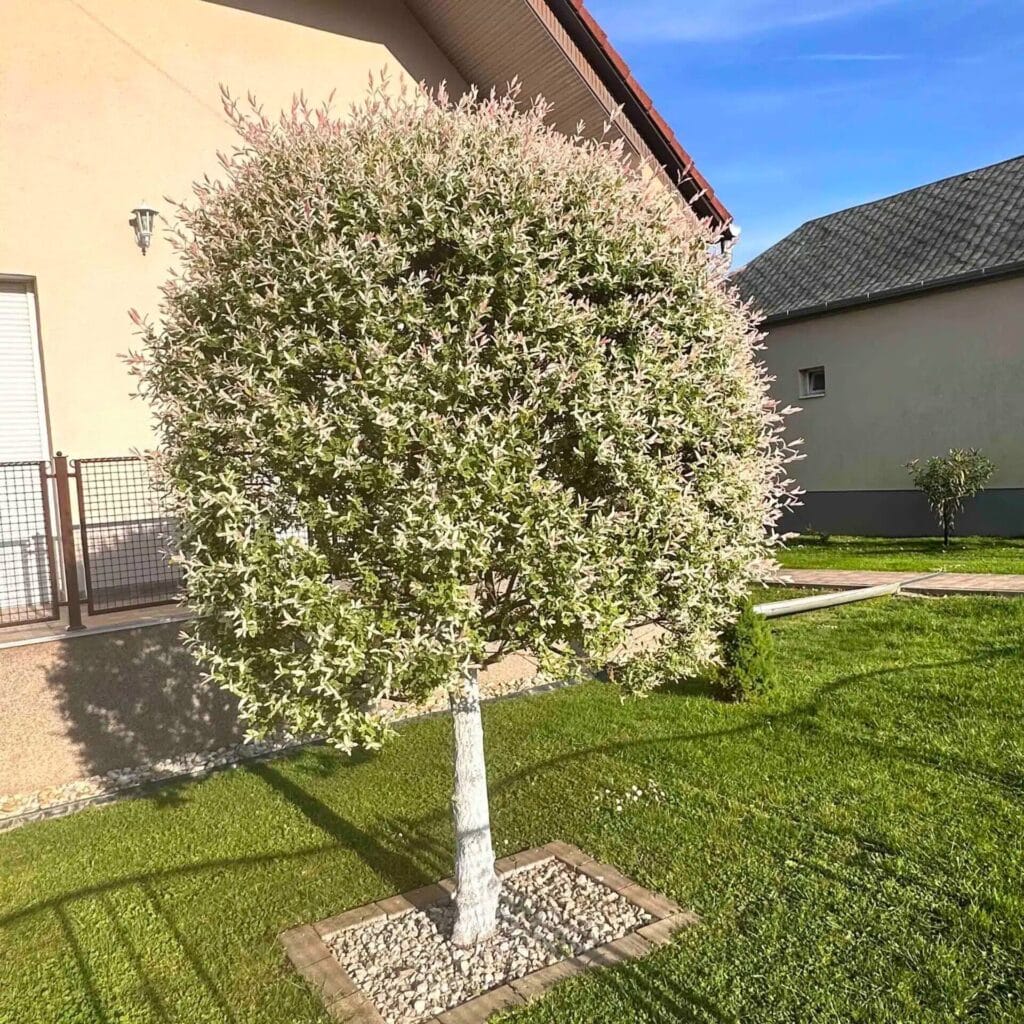 Tarka japán fűz (salix integra ‘hakuro nishiki’)