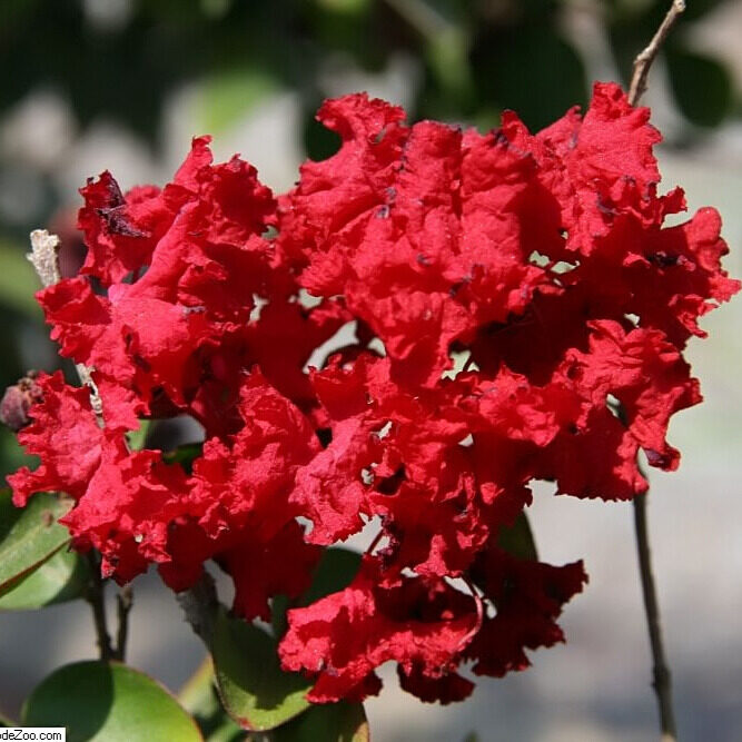 lagerstroemia indica 'Dynamite'1