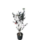 Selyemmirtusz (lagerstroemia indica ’purely purple’) Hungaroplant