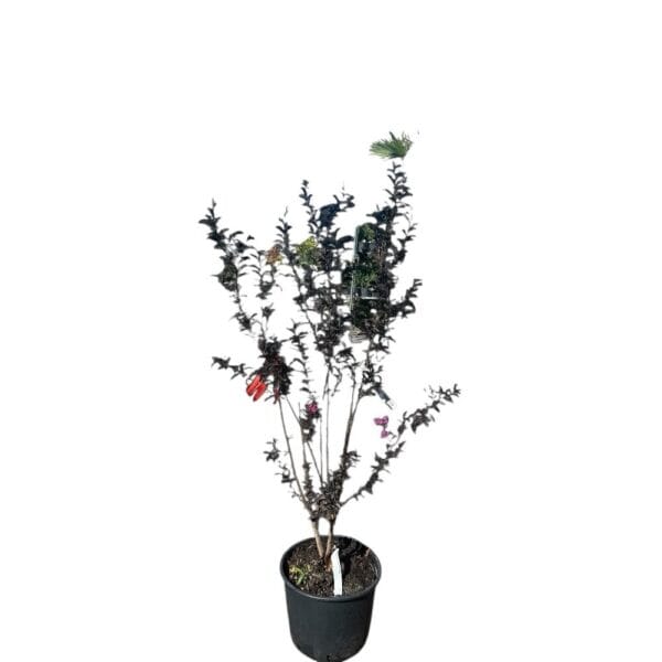 Hungaroplant