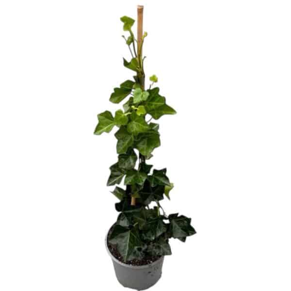 Hungaroplant