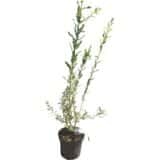 Tarka japán fűz (salix integra 'hakuro nishiki') Hungaroplant