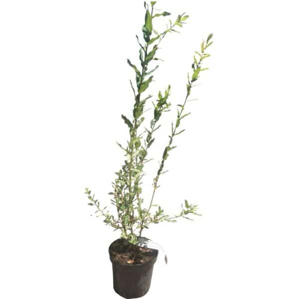 Hungaroplant