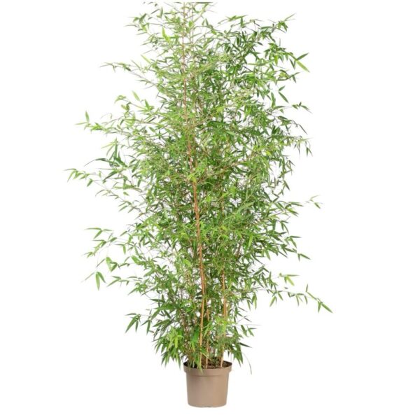 Hungaroplant