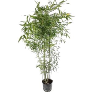 Bissetti bambusz (phyllostachys bissettii)