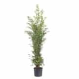 Fekete bambusz (phyllostachys nigra) Hungaroplant