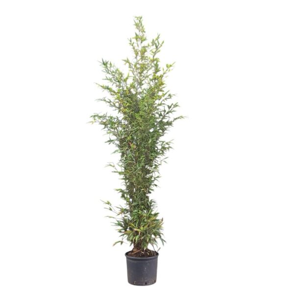 Hungaroplant