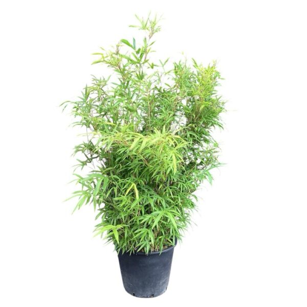 Hungaroplant