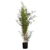 Sárga barázdás bambusz (phyllostachys aureosulcata 'Spectabilis') Hungaroplant