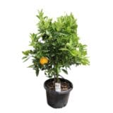 Vérnarancsfa (citrus sinensis 'blood orange') Hungaroplant