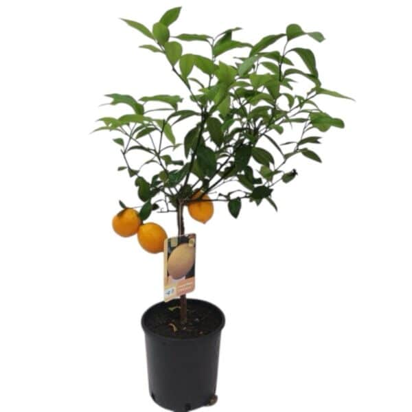 Hungaroplant