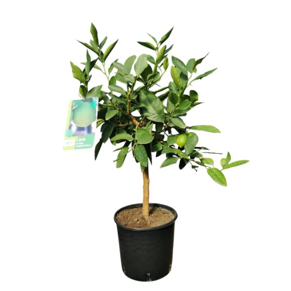 Hungaroplant