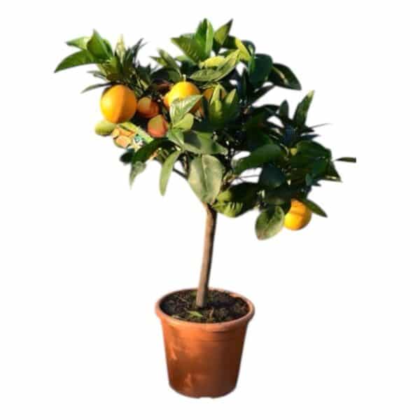 Hungaroplant