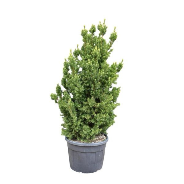 Hungaroplant